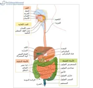 احسن دكتور جهاز هضمي في مصر